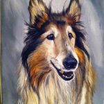Hond Schotse Collie, acryl op doek 50 x 60 cm.